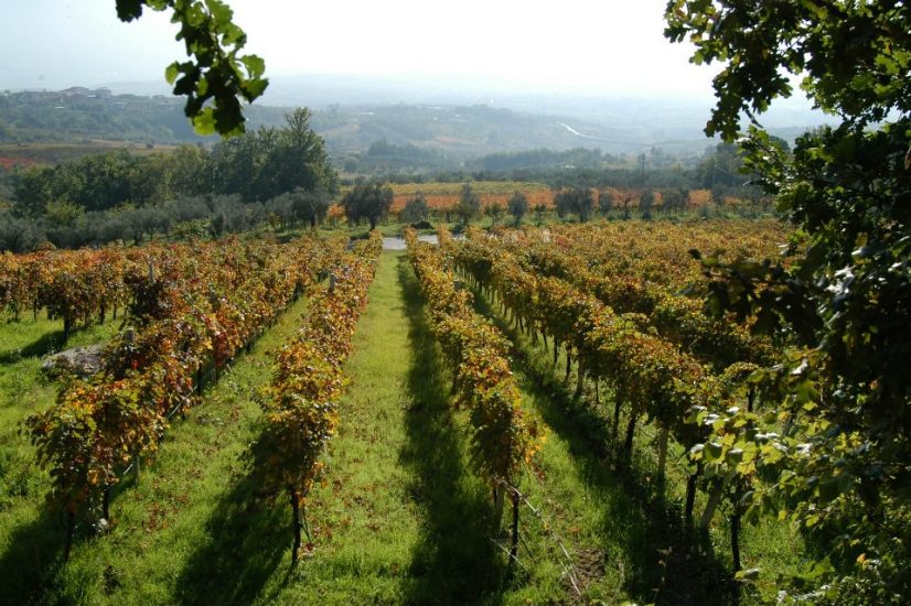 Tra vigneto e territorio, La Guardiense