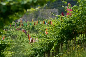 Ombrelloni tra le vigne: ecco “La Plage” di Pascale Marthine Tayou per Monte Rossa