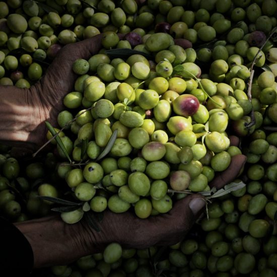 Il “Maestro d’olio” e i migliori extravergine a Pietrasanta