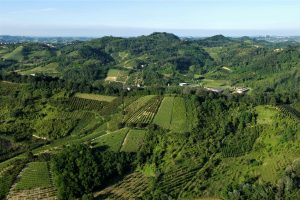 Obiettivo “zero diserbo”: la nuova sfida del Consorzio del Roero per la sostenibilità del vino