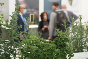 Nella transizione verso l&rsquo;economia verde, industria consumatori e politica riscoprono le piante