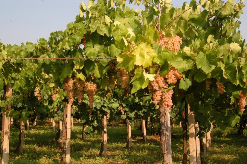 Tra vigneto e territorio, La Guardiense