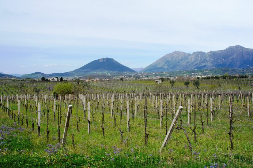 I filari di Falanghina del Sannio. La Guardiense