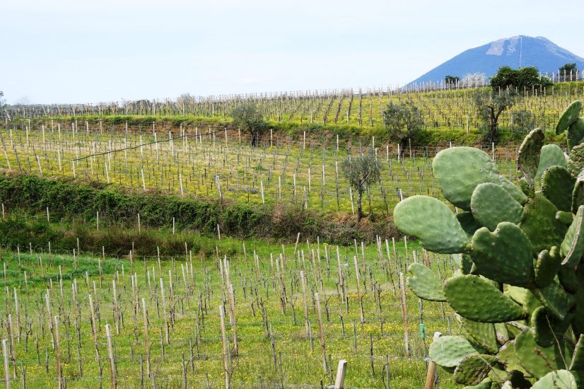 Tra vigneto e territorio, La Guardiense