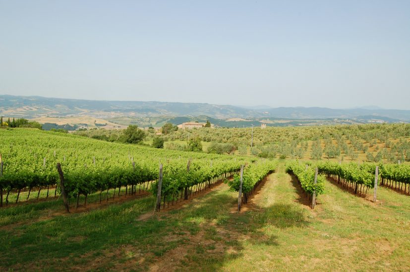 I vigneti di Tommasi ad Orvieto, circondati dagli oliveti, due simboli dell’Umbria