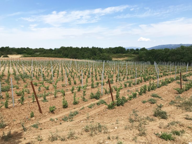 I vigneti di Tommasi ad Orvieto, in Umbria