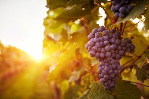 Come cambiano le gradazioni alcoliche dei vini tra global warming e dinamiche di mercato