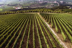 Tedeschi, se ad ogni identità geografica e ad ogni vigneto corrisponde un’impronta aromatica