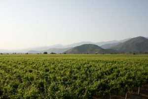 Il sequenziamento del DNA del Mgaloblishvili per carpire i segreti del vitigno georgiano