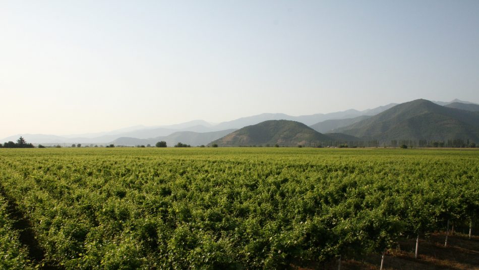 Un vigneto di Mgaloblishvili in Georgia