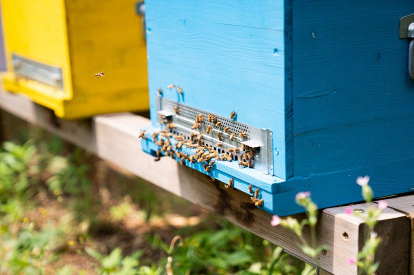 Gli alveari di Villa Crespi dello chef Cannavacciuolo