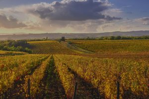 Vino e acquisizioni, nasce “Vineyards”, per assistere le aziende nella valutazione e nei passaggi