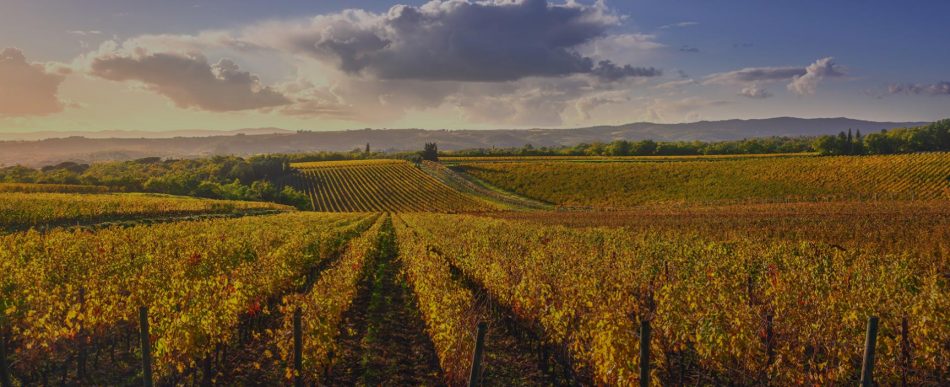 Vino e acquisizioni, nasce “Vineyards”, per assistere le aziende nella valutazione e nei passaggi