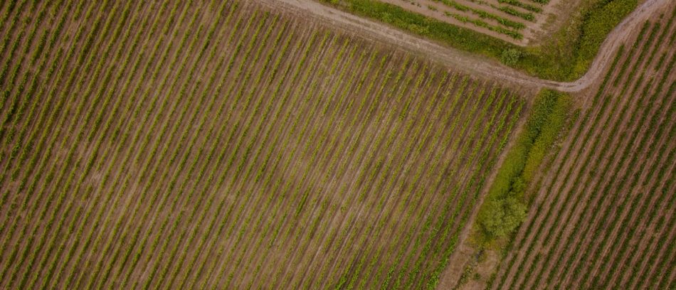 Vino e acquisizioni, nasce “Vineyards”, per assistere le aziende nella valutazione e nei passaggi