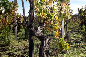 I vignaioli europei della vite a piede franco chiedono meno restrizioni e il riconoscimento Unesco I vignaioli europei della vite a piede franco chiedono meno restrizioni e il riconoscimento Unesco