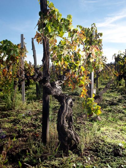 La vite a piede franco