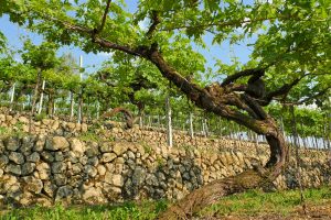 Viti coltivate a piede franco: la tutela passa anche per il riconoscimento Unesco