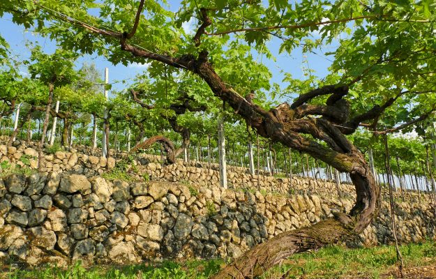 PIEDE FRANCO, SARDEGNA, UNESCO, VITE, Italia