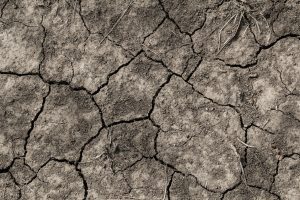 Non avremo cibo per tutti se l’agricoltura non agisce adattandosi ai cambiamenti climatici Non avremo cibo per tutti se l’agricoltura non agisce adattandosi ai cambiamenti climatici