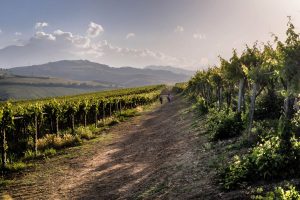 Eventi: da “Al Cinema con Gusto” al Castello d’Albola a “StraTerroir” tra musica e Vini d’Abruzzo Eventi: da “Al Cinema con Gusto” al Castello d’Albola a “StraTerroir” tra musica e Vini d’Abruzzo