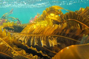 &Egrave; boom del &ldquo;green packaging&rdquo;: +60% nel mondo entro il 2028, crescita anche in Italia