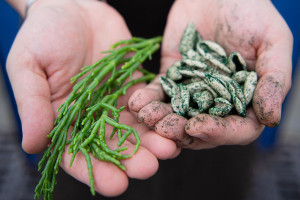 Slow Fish: le alghe, esempio di economia circolare. E di un mare da salvare
