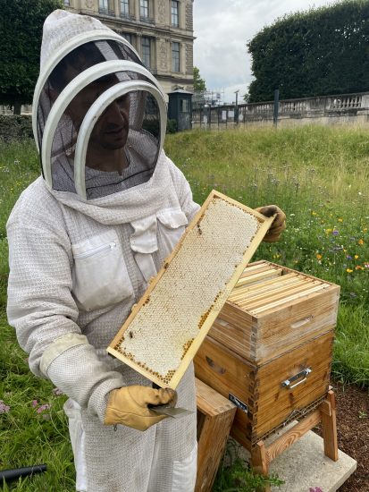 Al Louvre si produce anche il miele: da Parigi un gesto di amore per le api