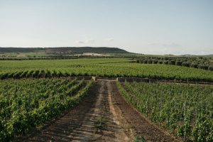 La Sardegna del vino: storia di tante singole eccellenze, che vogliono diventare “territorio”