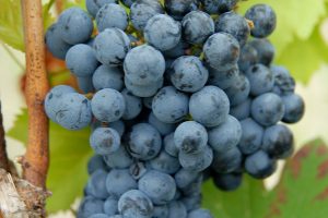 Artaban, Floreal, Vidoc e Voltis, le prime varietà resistenti nei vini a denominazione di Francia?