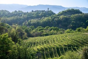 “Prosek” protection application in the Gazzetta, Prosecco has two months to object “Prosek” protection application in the Gazzetta, Prosecco has two months to object