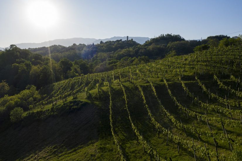I filari dell’Asolo Prosecco