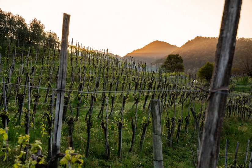 I filari dell’Asolo Prosecco