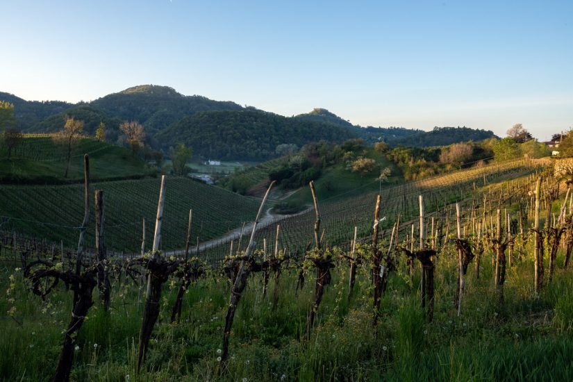 I filari dell’Asolo Prosecco
