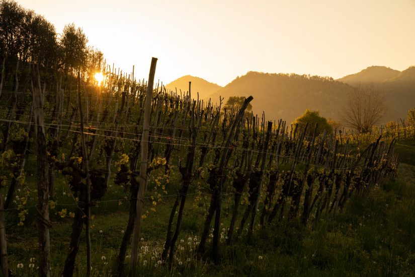 I filari dell’Asolo Prosecco