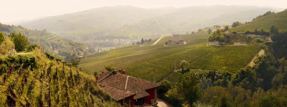 I vigneti di Asti di Martini & Rossi