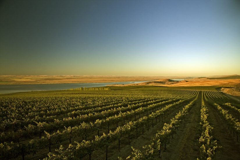 I vigneti di Ste. Michelle Wine Estates 