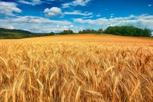 Le commodity agricole alla prova dei mercati dopo la pandemia: vince la volatilità dei prezzi Le commodity agricole alla prova dei mercati dopo la pandemia: vince la volatilità dei prezzi