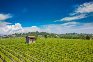 L’autoctono di Franciacorta