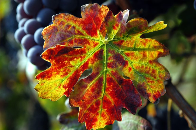 La genetica nella storia della viticoltura