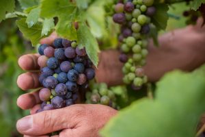 Towards the harvest between drought, Easter frosts and hail: but the Italian vineyard resists Towards the harvest between drought, Easter frosts and hail: but the Italian vineyard resists