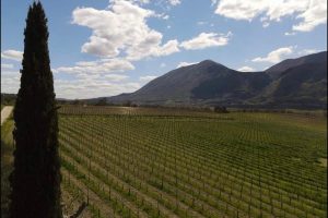 La Guardiense, la storia di una cantina, dei suoi vini, e di una sinergia che premia il territorio