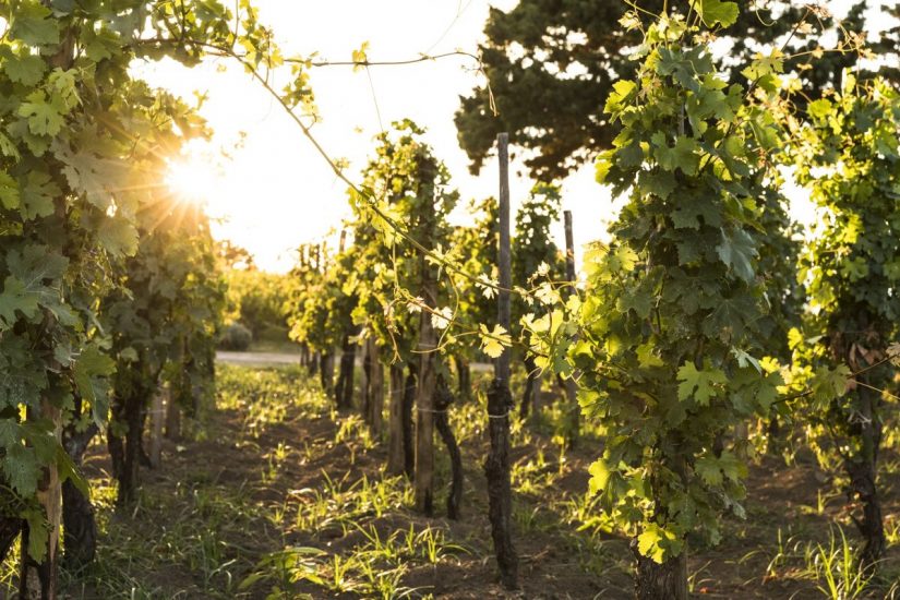 Capofaro Locanda e malvasia. Salina. Isole Eolie.