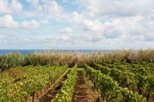 The “Malvasia Wine List”, and a new communication and development plan for the Aeolian Islands The “Malvasia Wine List”, and a new communication and development plan for the Aeolian Islands