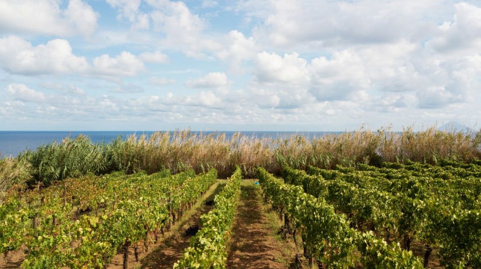 A Salina nelle Eolie torna il “Malvasia Day” (ph: B. Tarantino)