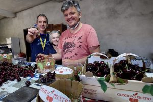 La ciliegia pi&ugrave; grande del mondo? Pesa 33 grammi &egrave; italiana ed appartiene alla variet&agrave; Carmen