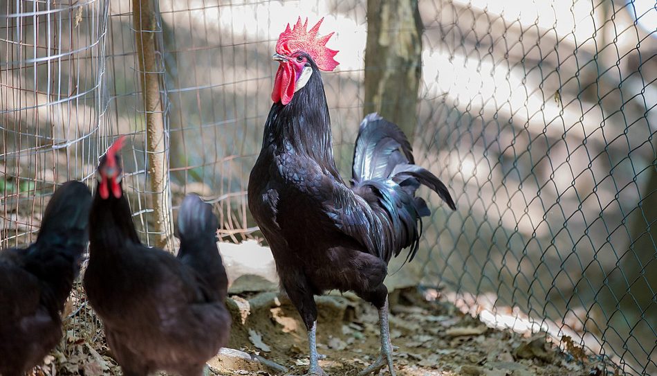 Il Pollo Nero del Valdarno