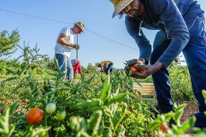 Dal Governo semaforo verde contro le speculazioni sul cibo: è una svolta storica per gli agricoltori