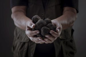 Tartufo tutto l’anno? Nasce una teca per il “gioiello” che riproduce il microhabitat del bosco