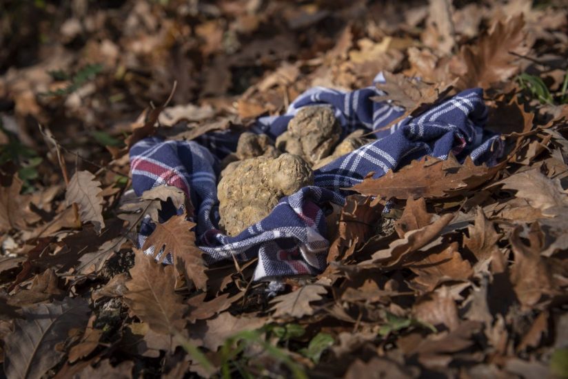 ll Tartufo bianco di Alba: Credits Tino Gerbaldo & Giorgio Perottino/Getty Images