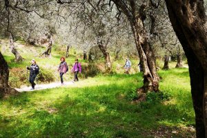 Turismo dell&rsquo;Olio, accordo in Stato-Regioni per il decreto attuativo per le attivit&agrave; oleoturistiche